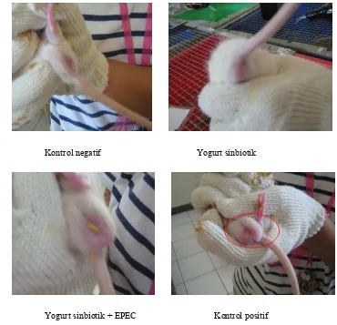 Gambar 8. Perbedaan kondisi anus tiap kelompok tikus pada hari ke-13 perlakuan 