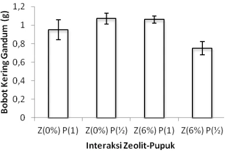 Gambar 13. Pengaruh Interaksi Pemberian Zeolit dan Pupuk NPK terhadap  Bobot Kering Gandum 