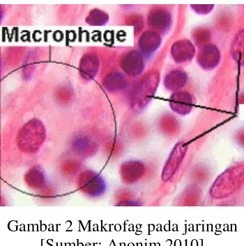 Gambar 2 Makrofag pada jaringan 