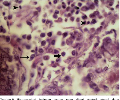 Gambar 9 Histopatologi jaringan sekum yang diberi ekstrak etanol daun            C. siamea dosis rendah (J1)