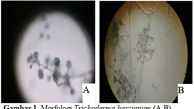 Gambar 1. Morfologi Trichoderma harzianum (A,B)