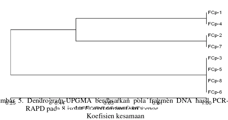 Gambar 5. Dendrogram-UPGMA berdasarkan pola fragmen DNA hasil PCR-