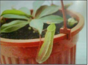 Gambar 2 Nepenthes alata 