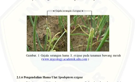 Gambar. 1 Gejala serangan hama S. exigua pada tanaman bawang merah 