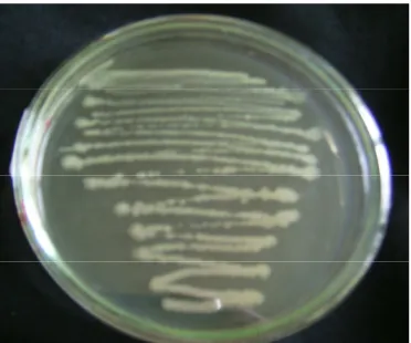 Gambar 2. Morfologi koloni Bacillus spp. pada medium TSA 