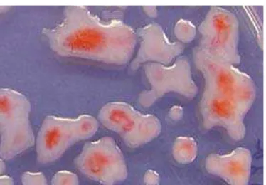 Gambar 1. Koloni  virulen  R. solanacearum pada media TZC. Sumber: Momol dan Olson, 2005