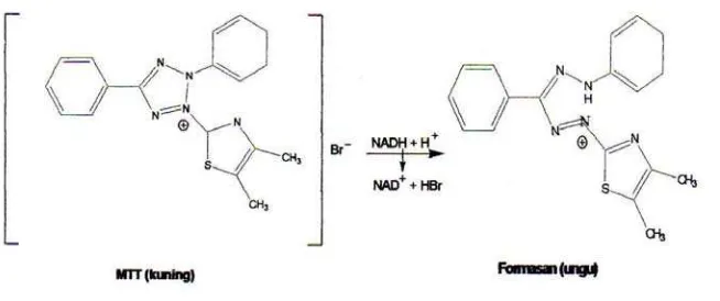 Gambar 4. Reaksi reduksi MTT menjadi formazan (Mosmann, 1983).