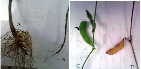 Gambar 4.  Perbandingan akar dan polong tanaman kedelai yangterserang  R. solani dengan yang tidak terserang  R.solani (A) Perakaran tanaman kedelai yang sehat, (B)Perakaran tanaman kedelai yang terserang R