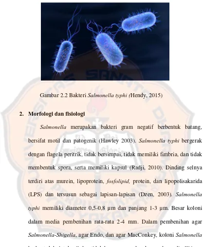 Gambar 2.2 Bakteri Salmonella typhi (Hendy, 2015) 