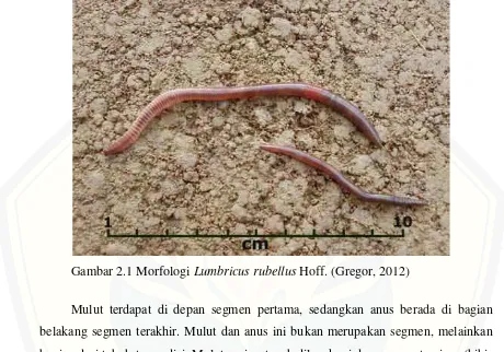 Gambar 2.1 Morfologi Lumbricus rubellus Hoff. (Gregor, 2012)