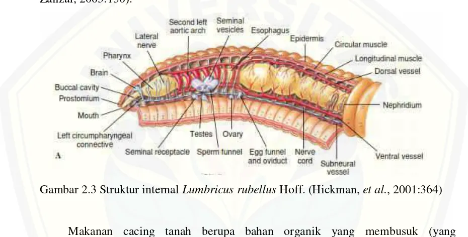 Gambar 2.3 Struktur internal Lumbricus rubellus Hoff. (Hickman, et al., 2001:364)