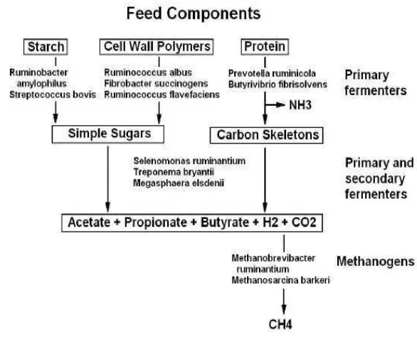 Gambar 7  Fermentasi bahan tanaman oleh mikroba rumen dan beberapa 