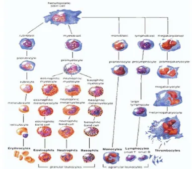 Gambar 2. Hematopoiesis menunjukkan pembentukan sel-sel darah dan trombosit dari sel induk hematopoietik (Lindh et al