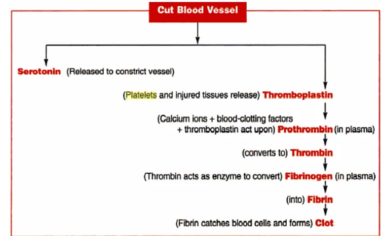 Gambar 3. Proses pembekuan darah oleh trombosit (Scott dan Elizabeth 2009) 