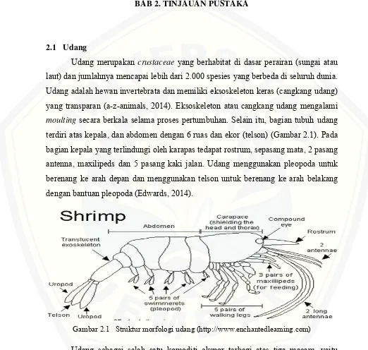 Gambar 2.1   Struktur morfologi udang (http://www.enchantedlearning.com)