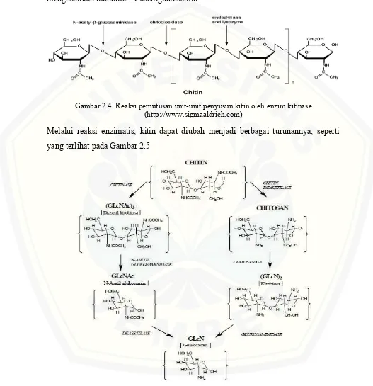 Gambar 2.4  Reaksi pemutusan unit-unit penyusun kitin oleh enzim kitinase 