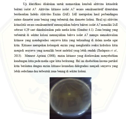 Gambar 4.1 Hasil analisis aktivitas kitinolitik bakteri isolat A7 pada media agar kitin