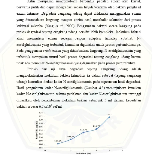 Gambar 4.5  Degradasi tepung cangkang udang oleh bakteri kitinase