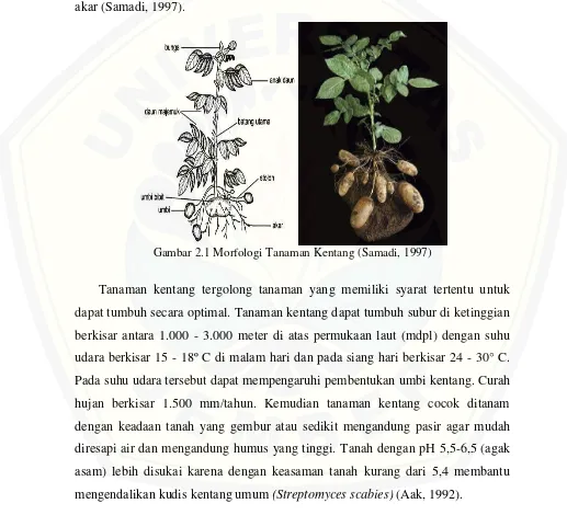 Gambar 2.1 Morfologi Tanaman Kentang (Samadi, 1997) 