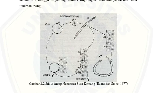 Gambar 2.2 Siklus hidup Nematoda Sista Kentang (Evans dan Stone, 1977)   