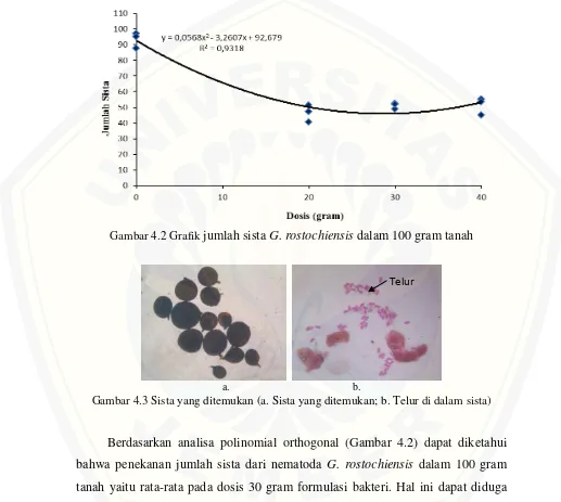 Gambar 4.2 Grafik jumlah sista G. rostochiensis dalam 100 gram tanah 