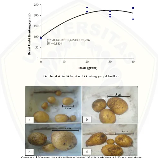 Gambar 4.4 Grafik berat umbi kentang yang dihasilkan 