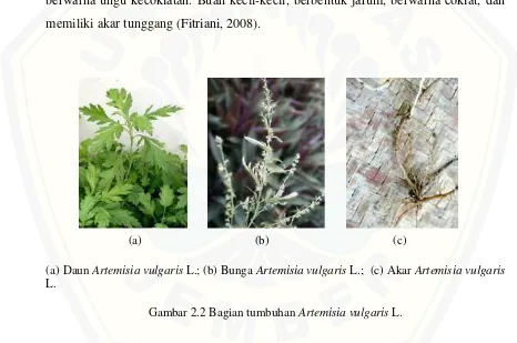 Gambar 2.2 Bagian tumbuhan Artemisia vulgaris L. 