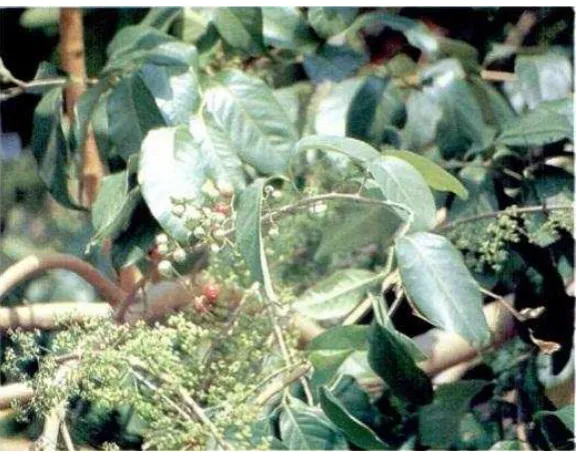 Gambar 2.7. Daun salam (Setiawan, 2008) 