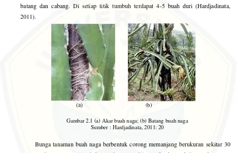 Gambar 2.1 (a) Akar buah naga; (b) Batang buah naga 