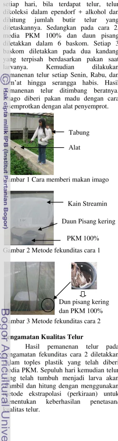 Gambar 1 Cara memberi makan imago 