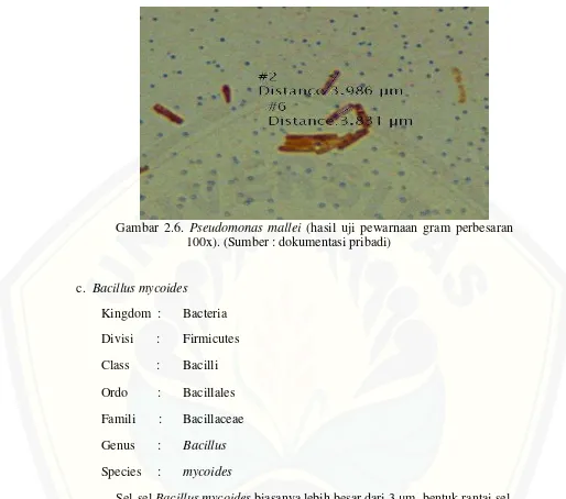 Gambar 2.6.  Pseudomonas mallei (hasil uji pewarnaan gram perbesaran 