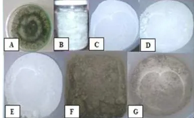 Gambar 1. Bahan- bahan yang digunakan dalam formulasi tepung