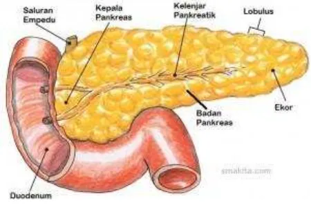 Gambar 1. 1 anatomi fisiologi pankreas 