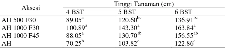 Tabel 4. Rataan Tinggi Tanaman Tiga Aksesi Pisang Ambon Hijau TahanFusarium dan Kontrol (AH) Saat 4,5, dan 6 BST