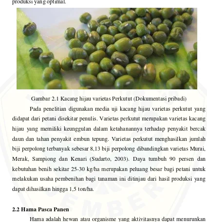 Gambar 2.1 Kacang hijau varietas Perkutut (Dokumentasi pribadi) 