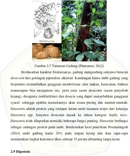 Gambar 2.7 Tanaman Gadung (Plantamor, 2012) 