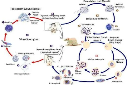 Gambar 2. Siklus Hidup P. berghei (CDC 2009) 