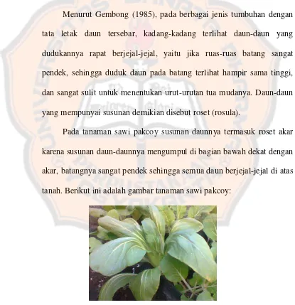 Gambar 2.1. Tanaman Sawi Pakcoy (Brassica chinensis) 