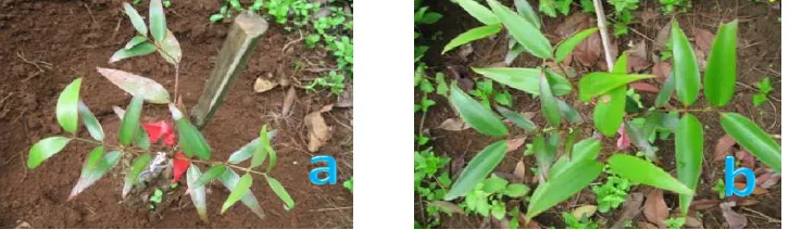 Gambar  4 Warna daun sebelum diberi perlakuan pemotongan akar dan pemberian Teraremed 1000 g + Terabuster 500 cc (AYTB1) (a) dan warna daun setelah diberi perlakuanpada minggu ke-8 (b)