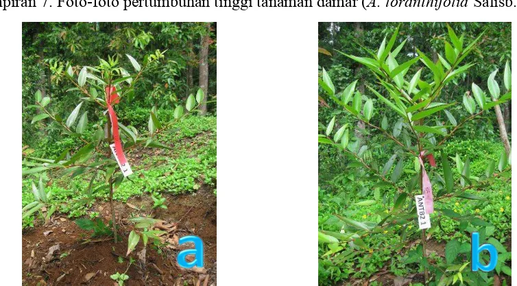 Gambar 5 Tinggi tanaman sebelum diberi perlakuan (a) dan setelah diberi perlakuan pemotongan akar 