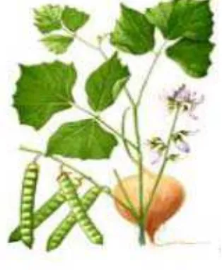 Gambar 1. Ilustrasi tanaman bengkoang (Anonim, 2013) 