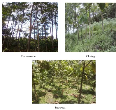 Gambar 2  Kondisi hutan rakyat di Desa Damarwulan, Clering dan Suwawal. 