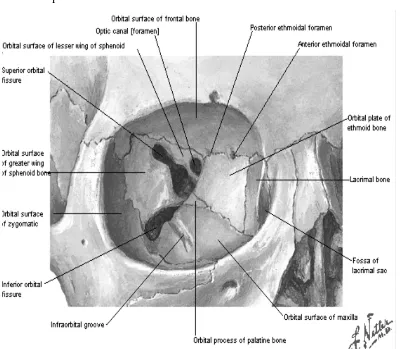 Gambar 2.2. penampang anterior tulang orbita 
