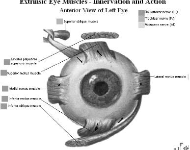 Gambar 2.3. Otot yang menggerakkan bola mata beserta persarafannya 