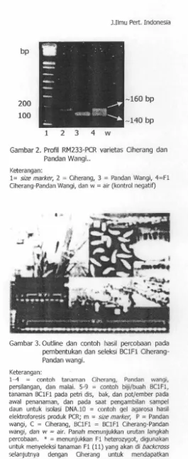 Gambar 2. Profil RM233-PCR varietas Ciherang dan 