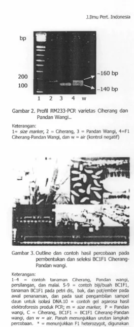 Gambar 2. Profil RM233-PCR varietas Ciherang dan 