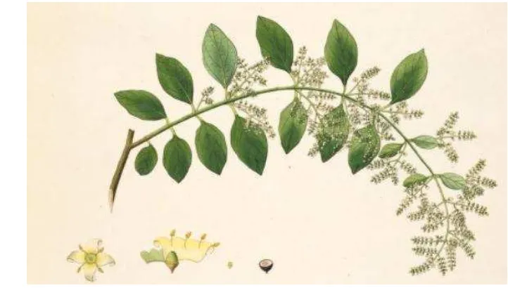 Gambar 2 Bentuk batang, daun, bunga dan buah S. persica.  
