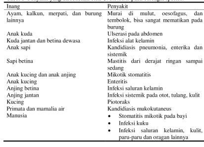 Gambar 4 Khlamidospora C. albicans.  