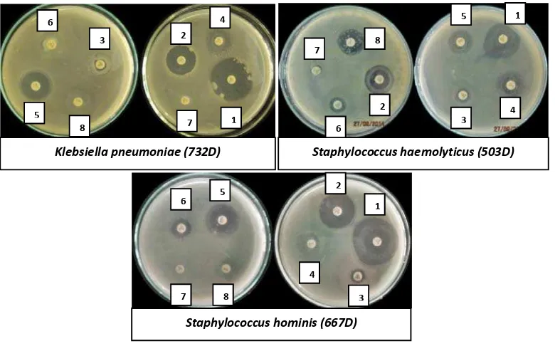 Gambar 2. Hasil uji kepekaan isolat kuman patogen penyebab sepsis neonatus terhadap antibiotika: (1) Meropenem; (2) Piperasilin-tazobaktam; (3) Seftazidim; (4) Klindamisin; (5) Gentamisin; (6) Sefotaksim; (7) Ampisilin; (8) Eritromisin 