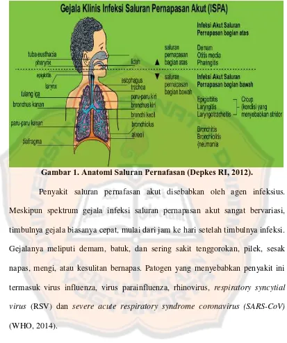 Gambar 1. Anatomi Saluran Pernafasan (Depkes RI, 2012). 